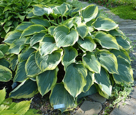 Hosta 'Flemish Angel' Courtesy of the Hosta Library