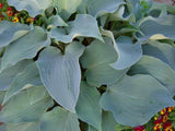 'Flemish Sky' Hosta Courtesy of Danny Van Eechaute