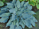 'Flemish Sky' Hosta Courtesy of Naylor Creek