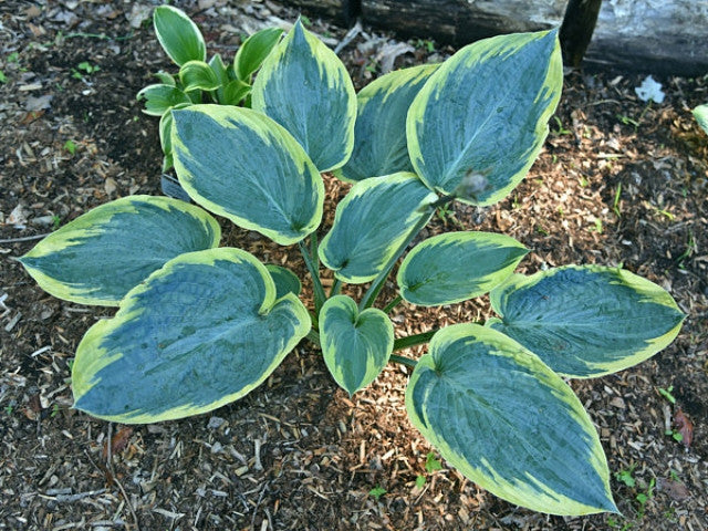 Hosta 'Flemish Tradition' Courtesy of Bert Malkus and the Hosta Library