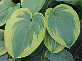 Hosta 'Flemish Tradition' Courtesy of Danny Van Eechaute and the Hosta Library