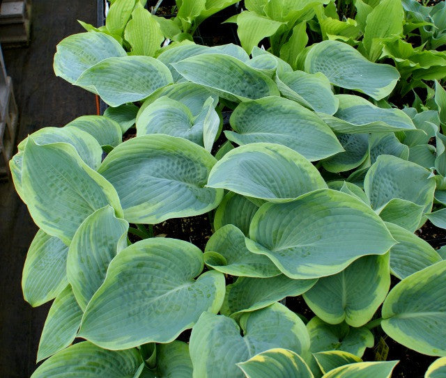 'Flemish Master' Hosta From NH Hostas