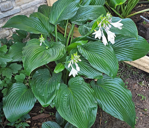 Hosta 'Flower Power' Courtesy of the Hosta Library