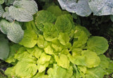 Hosta 'Fluff and Puff' Courtesy of Don Dean