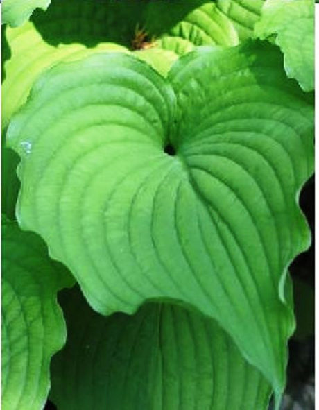 'Fluted Fountain' Hosta Courtesy of Don Dean