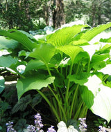 'Fluted Fountain' Hosta Courtesy of Don Dean