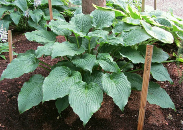 'Fluted Fountain' Hosta Courtesy of Carol Brashear