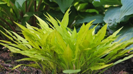 Hosta 'Focal Point' Courtesy of Don Dean