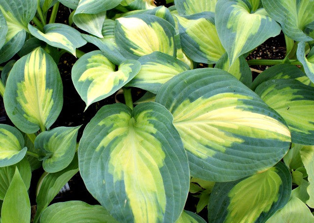 'Forbidden Fruit' Hosta From NH Hostas