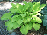 Hosta 'Fort Knox' Courtesy of Carol Brashear