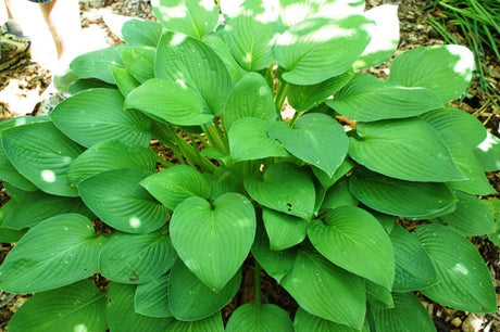 'Fortunei Hyacinthina' Hosta 