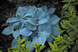 'Fragrant Blue' Hosta Courtesy of Shady Oaks Nursery