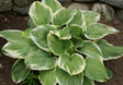 'Fragrant Dream' Hosta From NH Hostas