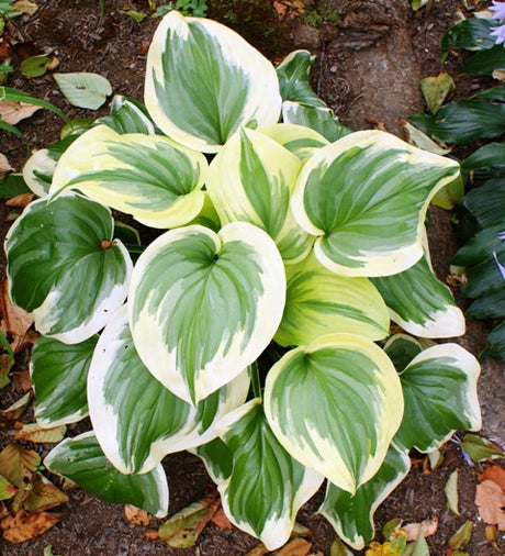 Fragrant Queen Hosta From NH Hostas