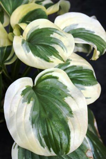 Fragrant Queen Hosta Courtesy of Walters Gardens