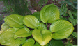 'Fran Godfrey' Hosta 