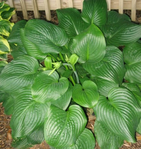 'Fried Green Tomatoes' Hosta From NH Hostas