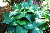 'Fried Green Tomatoes' Hosta From NH Hostas