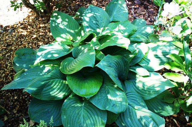 'Fried Green Tomatoes' Hosta From NH Hostas