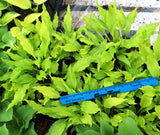 'Friends' Hosta From NH Hostas