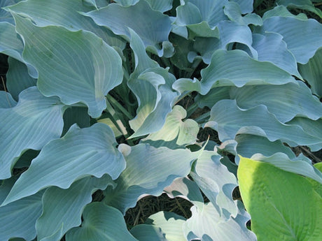 Hosta 'Frill Ride' Courtesy of Don Rawson and the Hosta Library