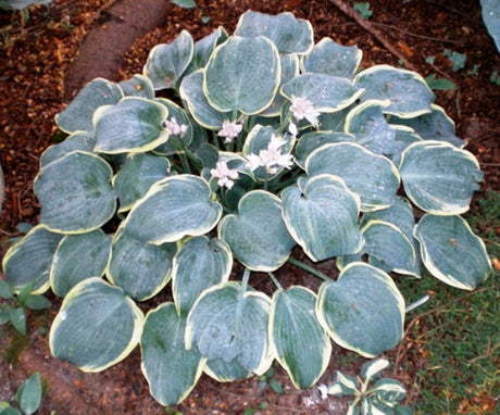 'Frosted Dimples' Hosta