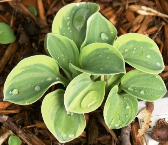 'Frosted Mouse Ears' Hosta