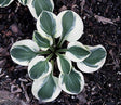 'Frosted Mouse Ears' Hosta Courtesy of Q&Z Nursery
