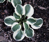 'Frosted Mouse Ears' Hosta Courtesy of Q&Z Nursery