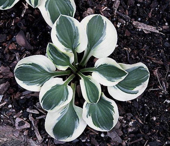 'Frosted Mouse Ears' Hosta Courtesy of Q&Z Nursery