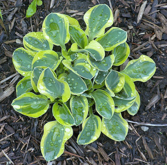 'Frosted Mouse Ears' Hosta Courtesy of Dick Ward