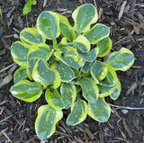 'Frosted Mouse Ears' Hosta Courtesy of Dick Ward
