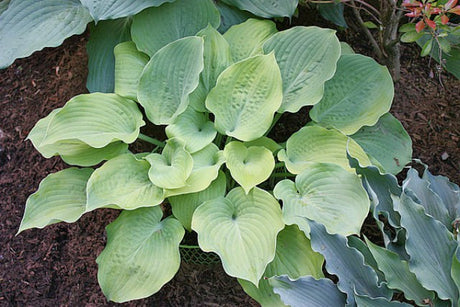 'Frosty Morn' Hosta Courtesy of Kathie Sisson