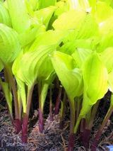 'Fruit Punch' Hosta Courtesy of Don Dean