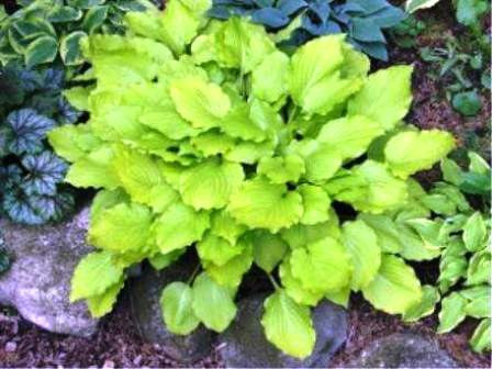 'Fruit Punch' Hosta Courtesy of Don Dean