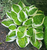 Hosta 'Fruit Loop' Courtesy of the Hosta Library