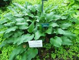 'Fujibotan' Hosta Courtesy of Carol Brashear