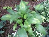 Hosta 'Funky Monkey' Courtesy of Carol Brashear