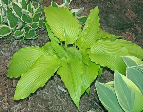 Hosta 'Gabriel's Horn' Courtesy of the Hosta Library