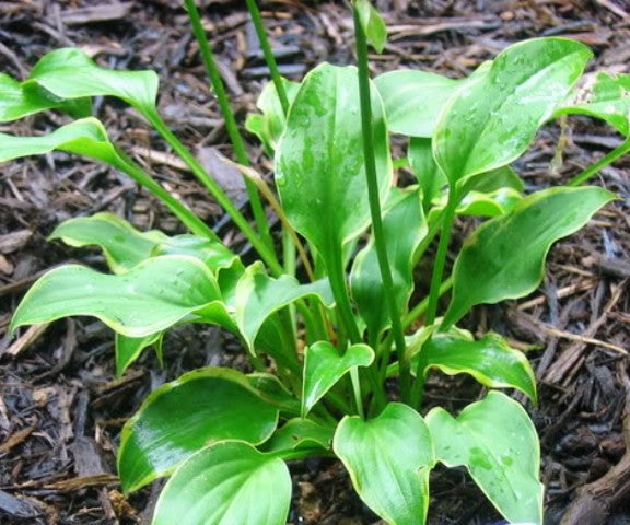 'Gaijin' Hosta