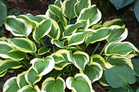 'Garden Delight' Hosta From NH Hostas