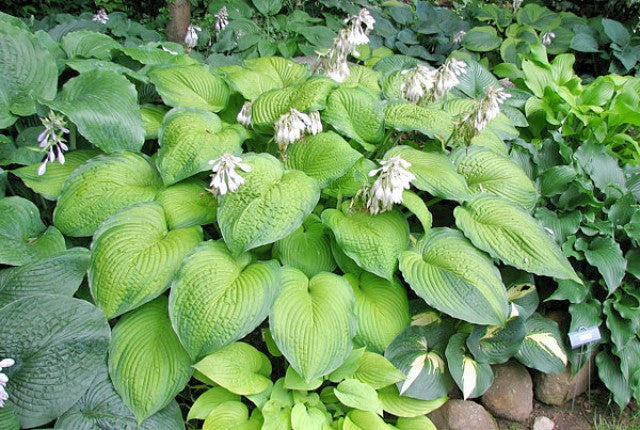 'Garden Party' Hosta Courtesy of Kathie Sisson