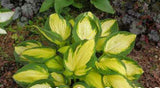 'Georgia Sweetheart' Hosta Courtsey of Naylor Creek