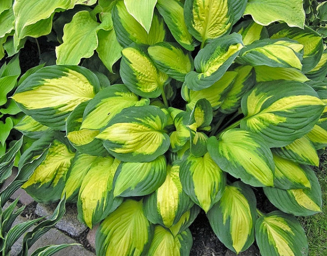 Hosta 'Georgia Sweetheart' Courtesy of Ejvind Hansen and the Hosta Library