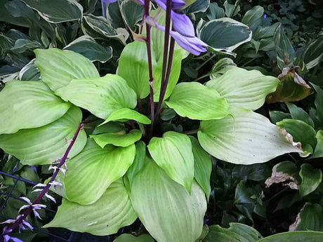 Hosta 'German Yellow Dragon' Courtesy of Christina Brinkmann