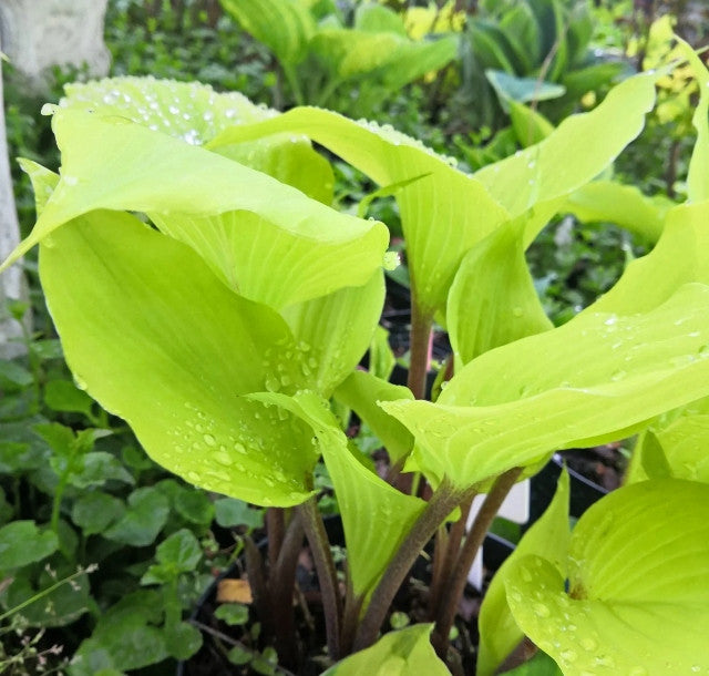 German Yellow Dragon Hosta - 4.5 Inch Container (NEW For 2024