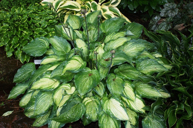 'Ghost Spirit' Hosta From NH Hostas