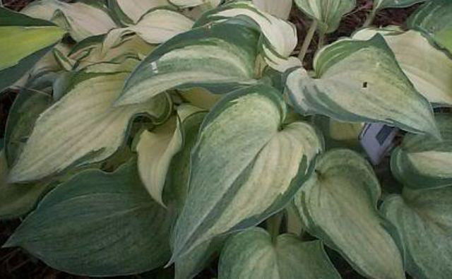 'Ghost Spirit' Hosta