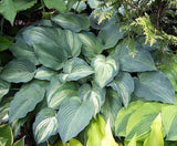 'Ghost Spirit' Hosta Courtesy of Carol Brashear