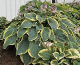 Hosta 'Gigantosuarus' Courtesy of Walters Gardens